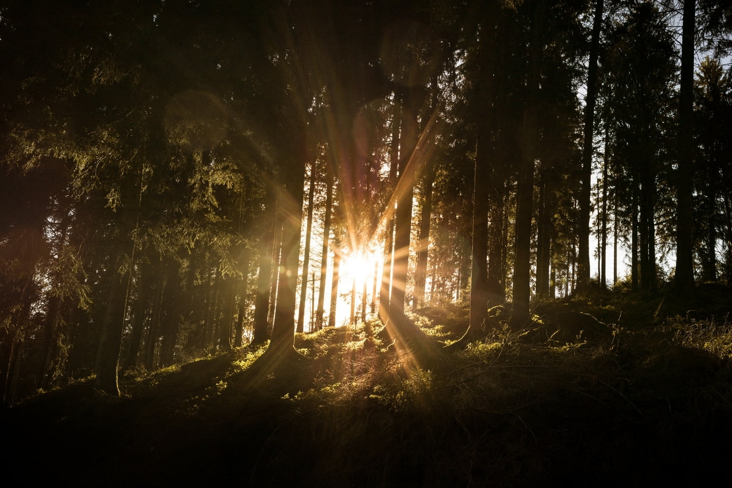 Warum heisst der Schwarzwald Schwarzwald ?