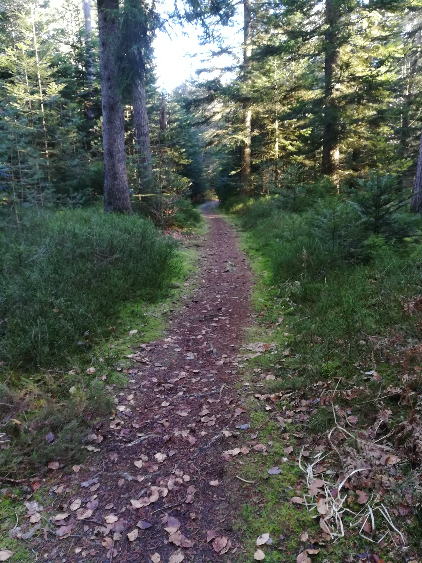 Wandern mit Schöpfungspsalmen