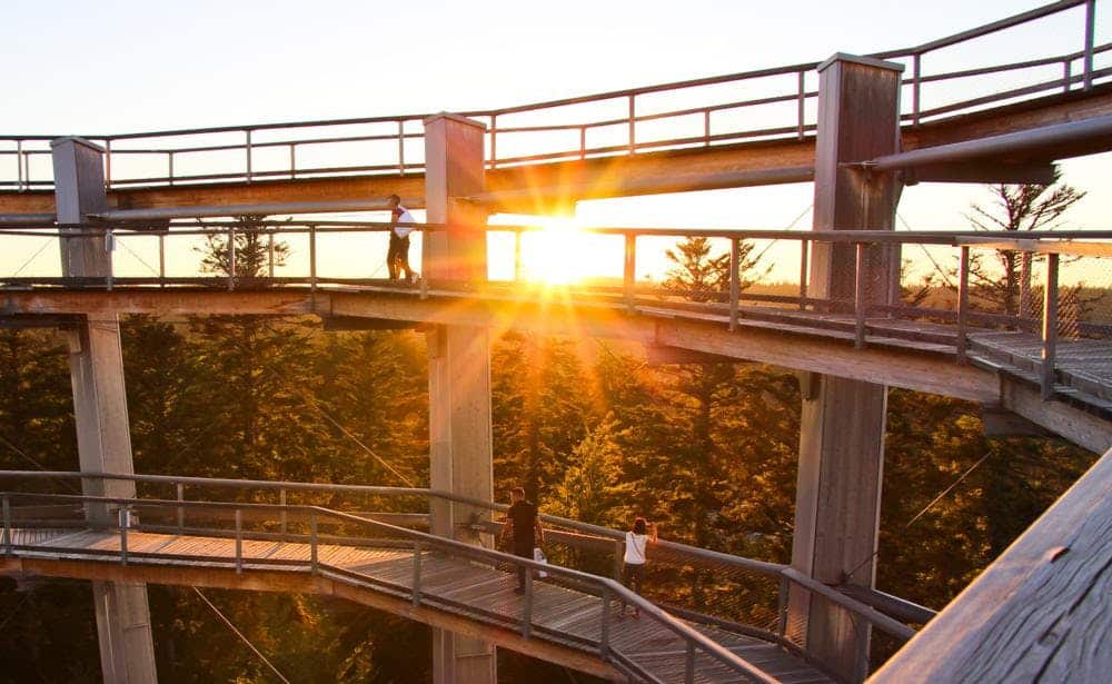 Sonnenuntergang über den Baumwipfeln