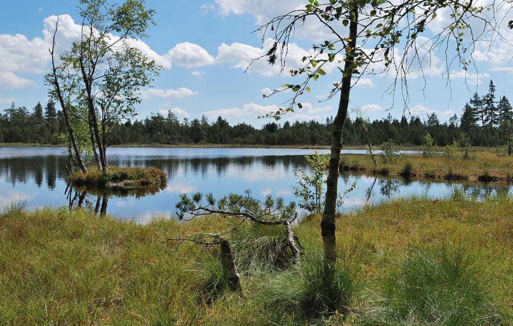 Kaltenbronn Schwarzwald (Hochmoore Wildseemoor und Hohlohmiss)