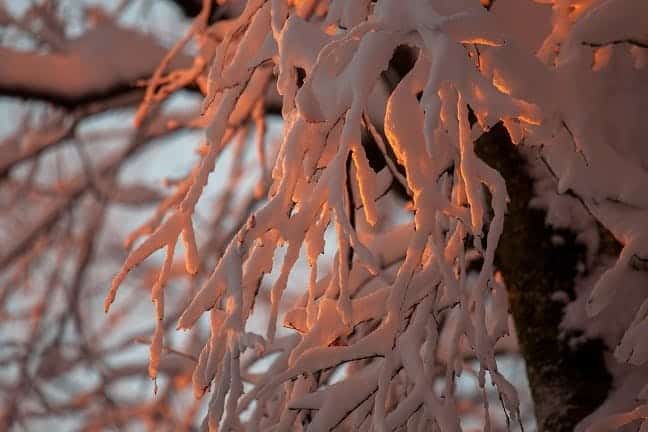 Silvesterwanderung im Winterwald