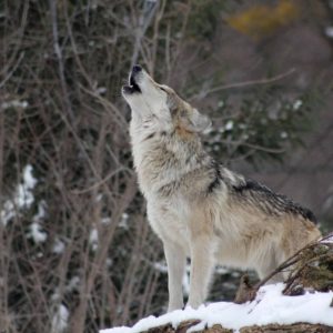 Bei Vollmond im Wolfsrevier