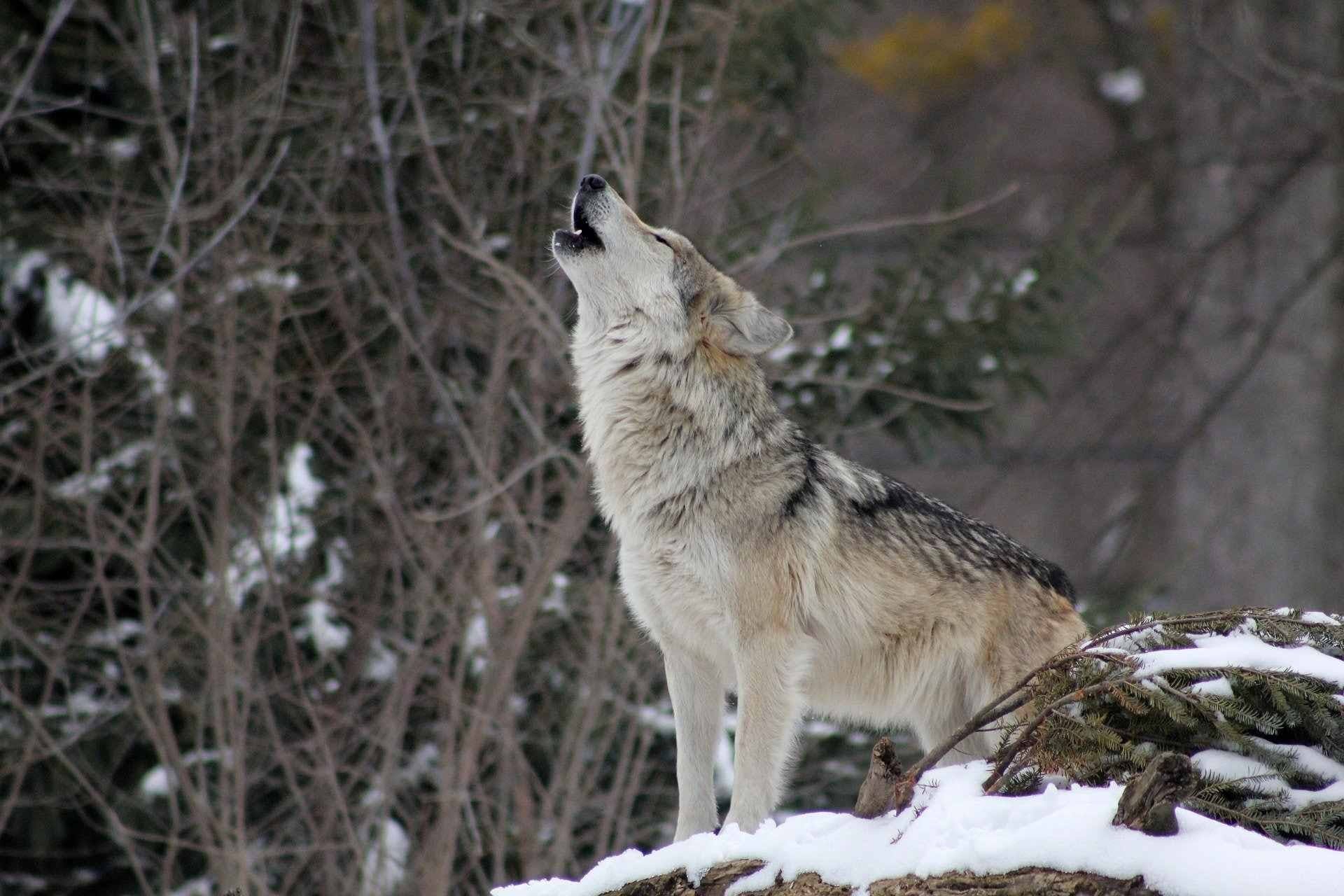 Bei Vollmond im Wolfsrevier