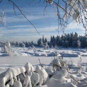 Winterwald - Wintermoor, geführte Familienwanderung