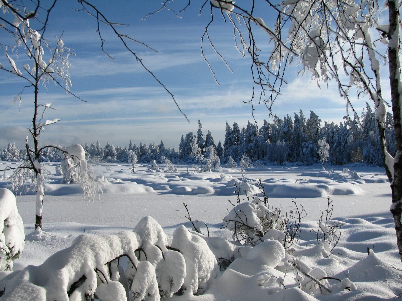 Winterwald - Wintermoor, geführte Familienwanderung