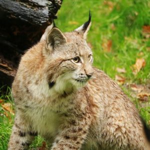 Wolf und Luchs - Vortrag von Peter Sürth, Wildbiologe