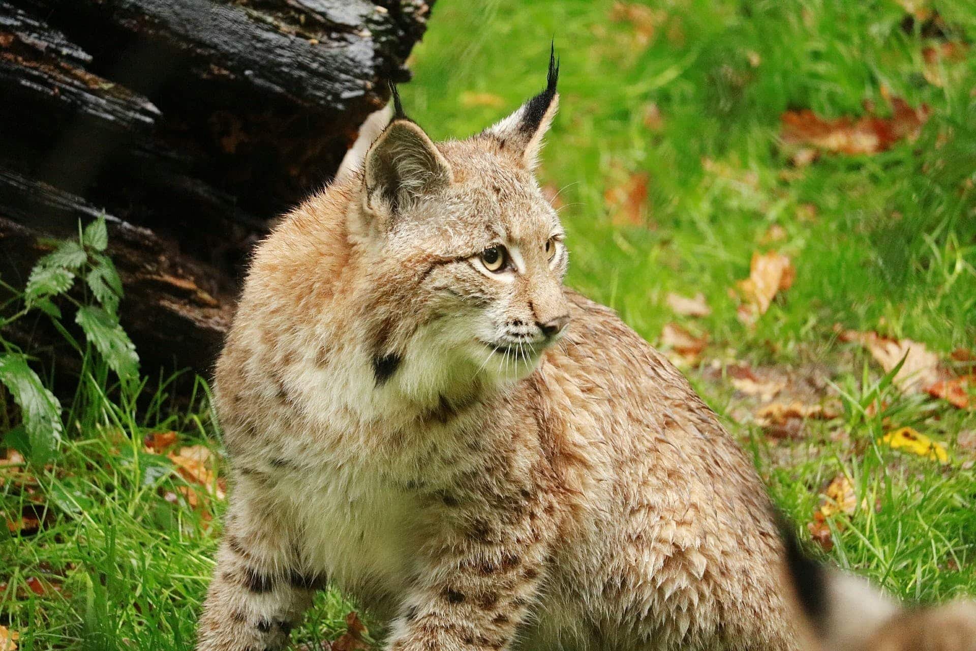 Wolf und Luchs - Vortrag von Peter Sürth, Wildbiologe