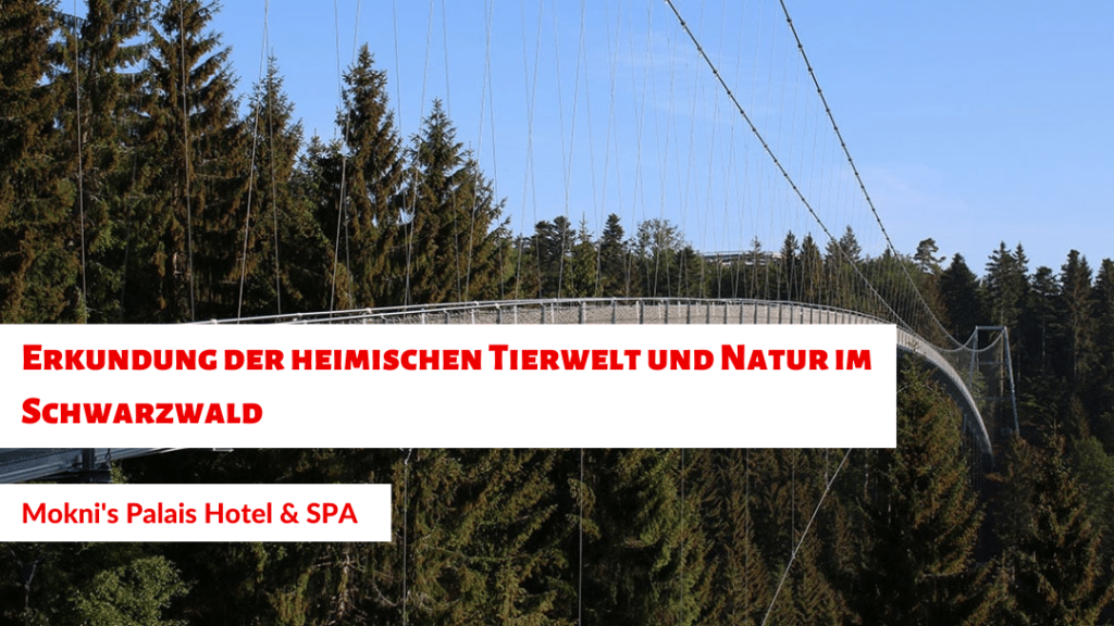 Erkundung der heimischen Tierwelt und Natur im Schwarzwald