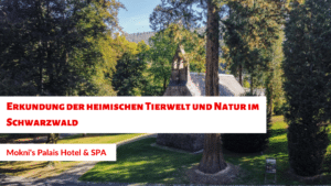 Schwarzwald Wellness: Entspannung und Spaß für die ganze Familie