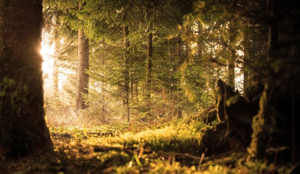 Top 10 Sehenswürdigkeiten im Schwarzwald