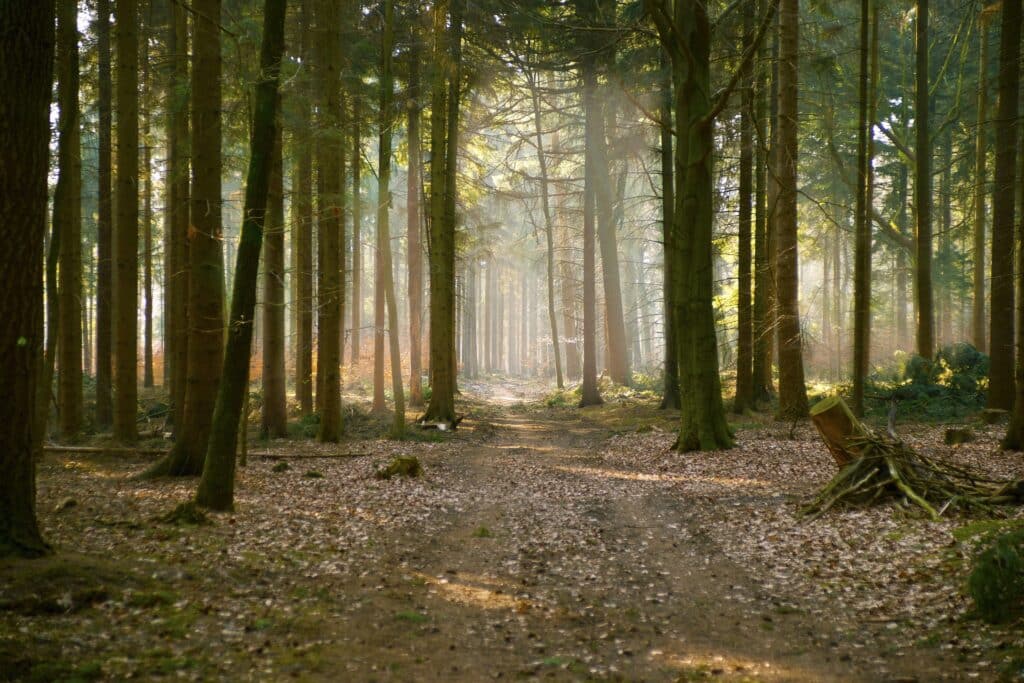 Wellness Auszeit: Entspannung im Schwarzwald