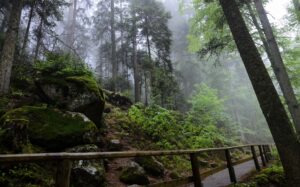 Schwarzwälder Genuss: Wellness-Geheimtipps