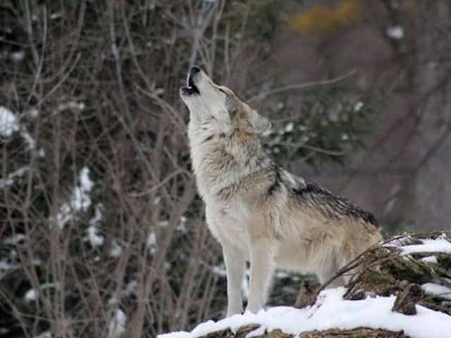 Bei Vollmond im Wolfsrevier Kaltenbronn
