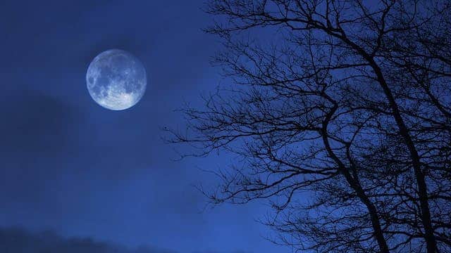 Bei Vollmond im Wolfsrevier Kaltenbronn