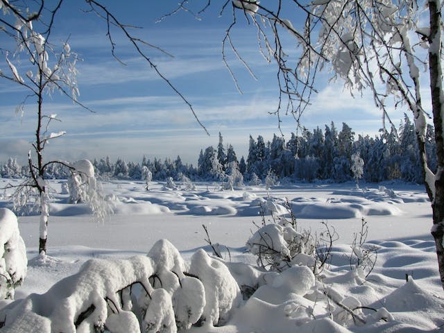 Winterwald – Wintermoor