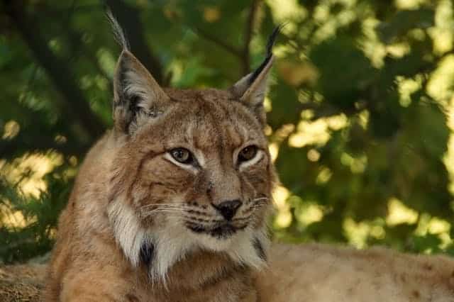 Dem Luchs auf der Spur