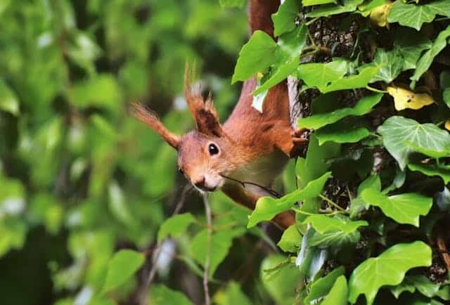 Wildtiere im Wald