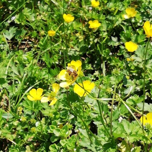 Gartenklima - Klimagarten