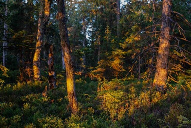 Zeit – Wald – Ich