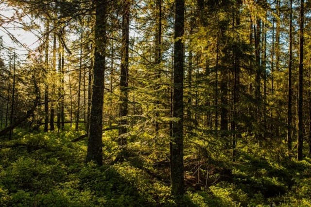 „Der Wald ist (m)eine Bühne“