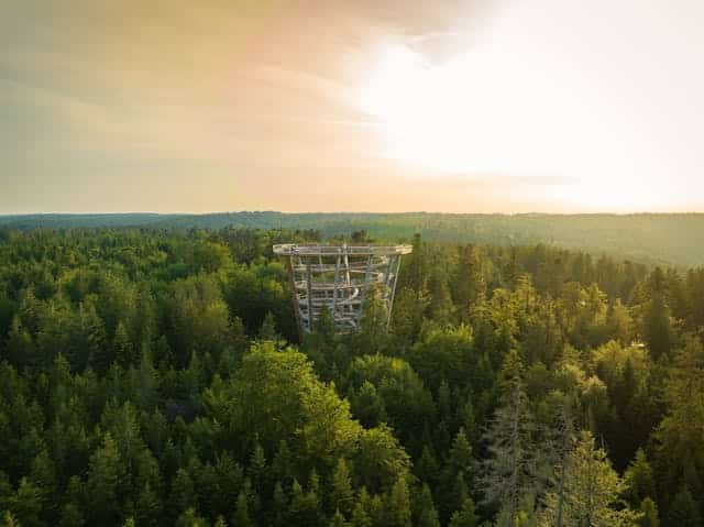 Sundowner auf dem Baumwipfelpfad