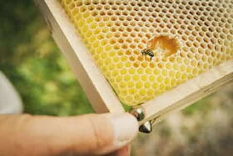Globetrotter Wandertage Schwarzwald - Bienenwanderung - Mit dem Imker unterwegs zu seinen Bienen