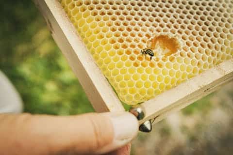 Globetrotter Wandertage Schwarzwald - Bienenworkshop- Wertvolles aus dem Bienenvolk