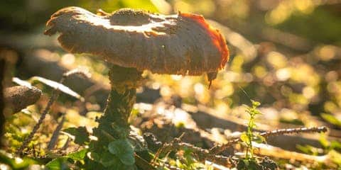 Globetrotter Wandertage Schwarzwald - Pilzwanderung mitten im Schwarzwald