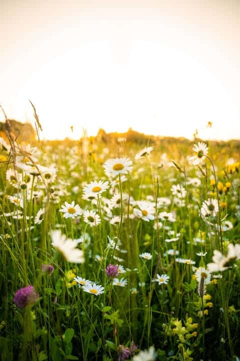 Globetrotter Wandertage Schwarzwald - Schwarzwälder Kräuter