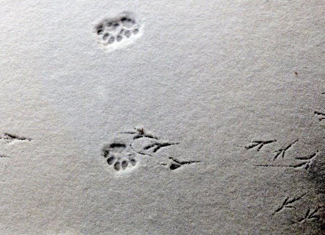 Spuren und Fährten der Wildtiere im Winter