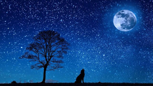 Bei Vollmond im Wolfsrevier
