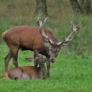 Für feine Lauscher! Wenn der Hirsch ruft