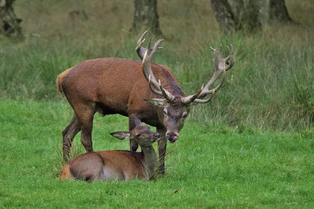 Für feine Lauscher! Wenn der Hirsch ruft