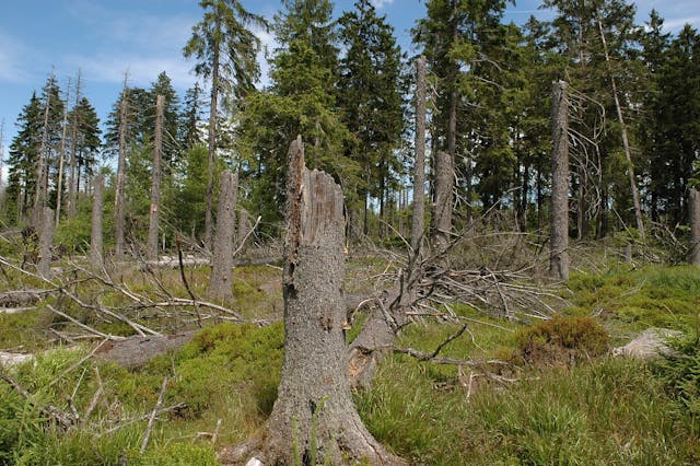 Mit dem Förster durch den Wald