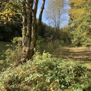 Stillewanderung in der Natur