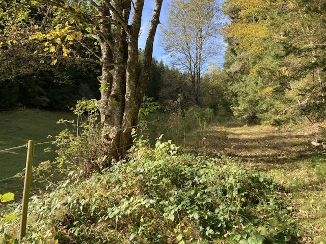 Stillewanderung in der Natur