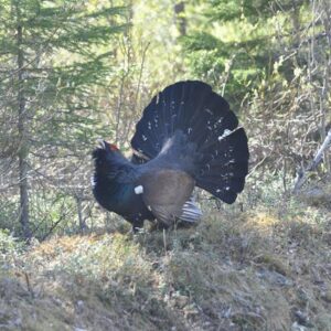 Wir helfen dem Auerhuhn mit Hand und Verstand