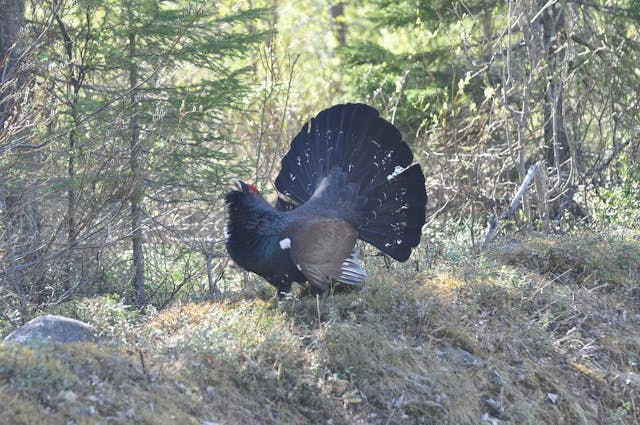 Wir helfen dem Auerhuhn mit Hand und Verstand