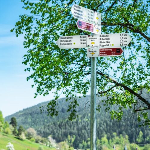 Die Heidelbeere - Wanderung mit Info rund um die Heidelbeere