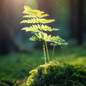 Globetrotter Wandertage Schwarzwald - Wanderung für Blinde und Sehbehinderte