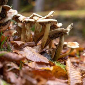 Afterwork Pilzwanderungen mit Joachim Erk