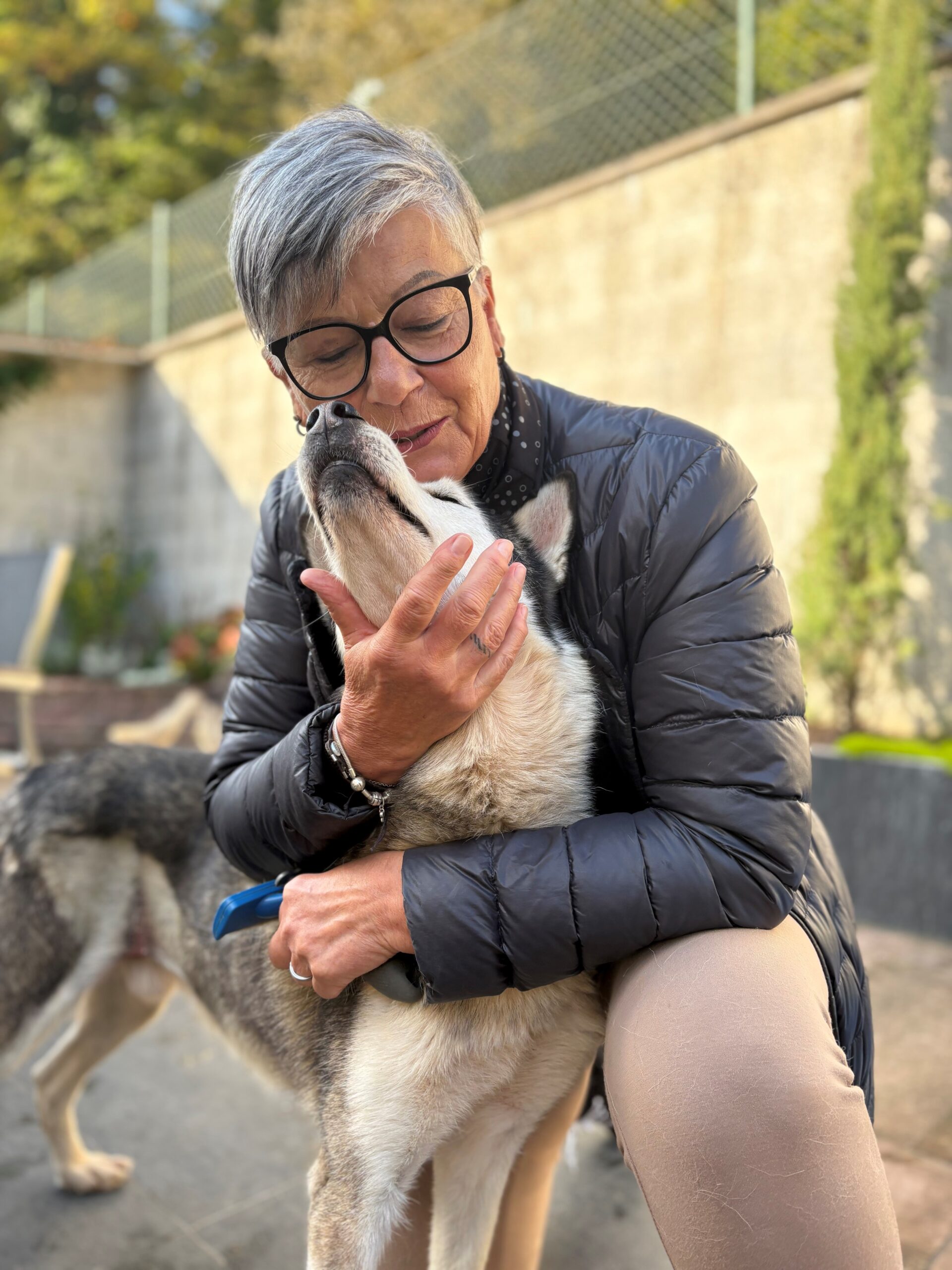 Huskys kuscheln im Schwarzwald