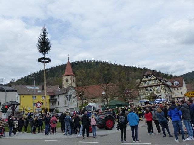 Maibaumaufstellung in Calmbach