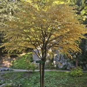 Fasnetsküchle-Spazierwanderung