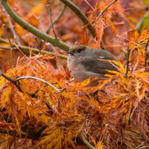 Vögel am Kaltenbronn - Morgenwanderung 114 Vögel am Kaltenbronn - Morgenwanderung