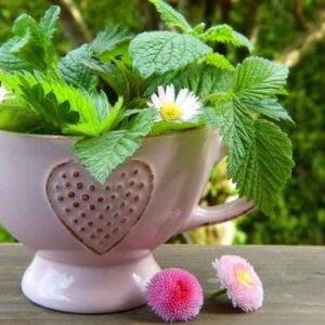 WildKräuter für dein FrühlingsErwachen 218 WildKräuter für dein FrühlingsErwachen