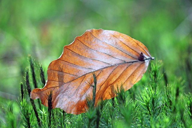 Bei den Buchentrollen