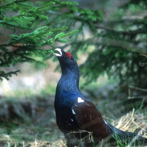 Dem Auerhahn auf der Spur