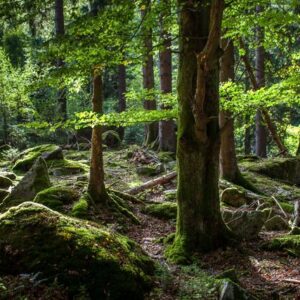 Der Wald im Wandel der Zeit 530 Der Wald im Wandel der Zeit