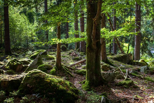 Der Wald im Wandel der Zeit